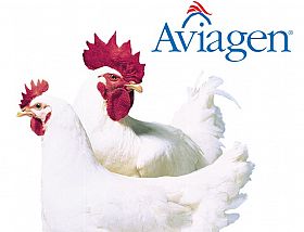 Aviagen celebra 70 años de compromiso con la industria en IPPE